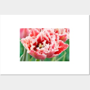 Tulipa  &#39;Brest&#39;   Fringed Group  Tulip Posters and Art